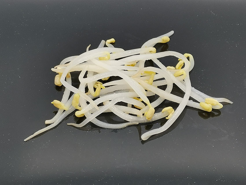 Bean Sprouts Bean Sprouts
